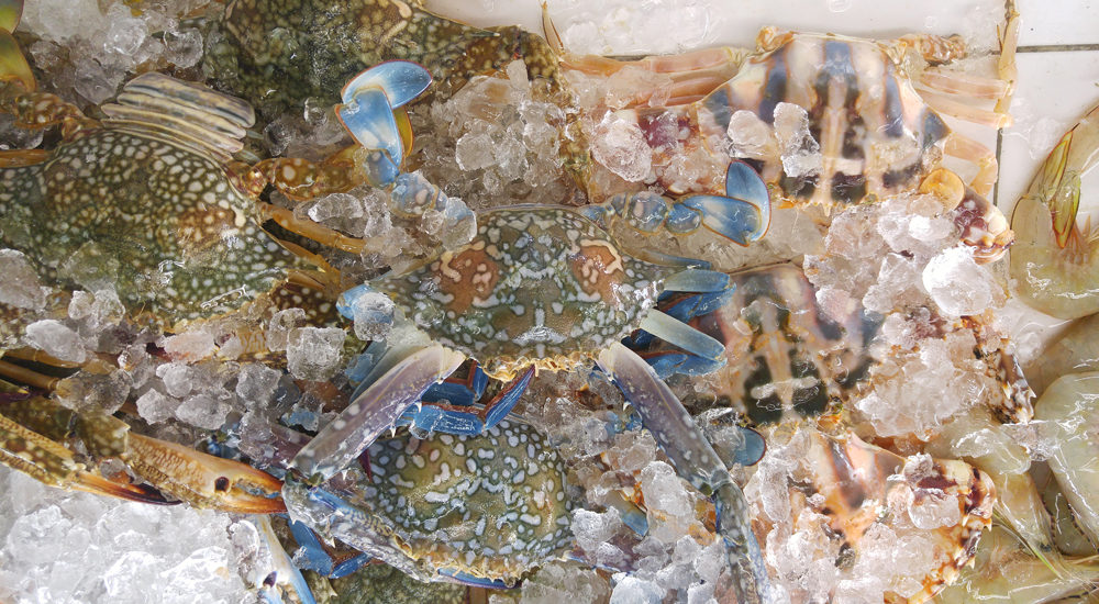 Seafood abstract in blue crab