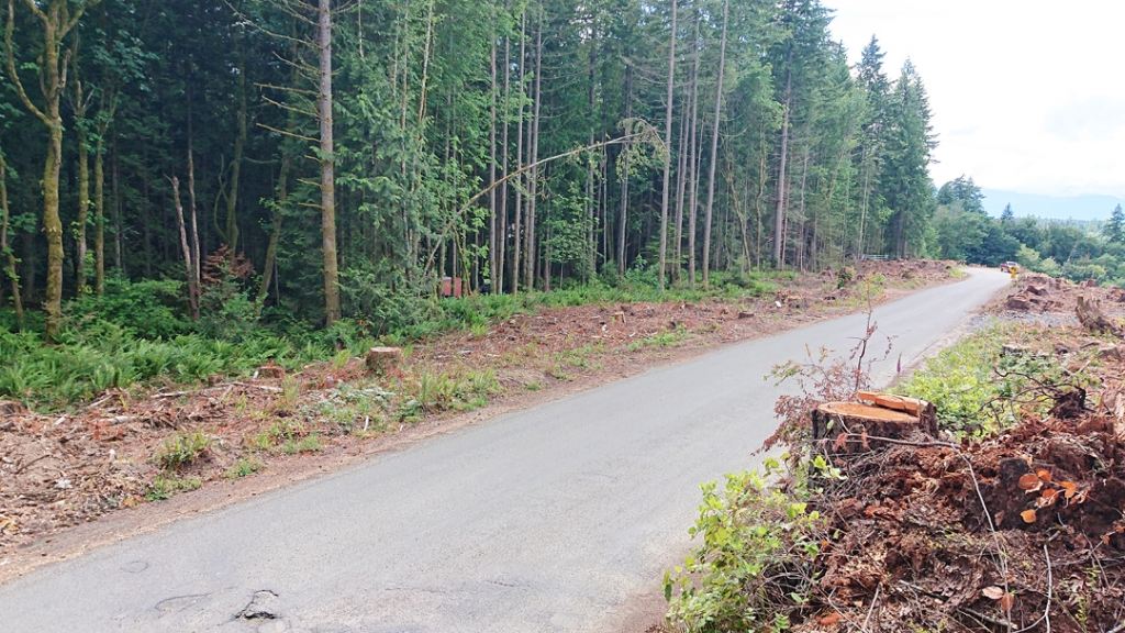 The strip of clearcut 