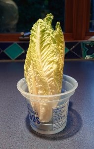 romaine heart after 3 months