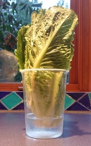 Lettuce standing in water in container