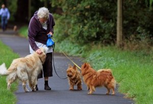 woman walking dogs