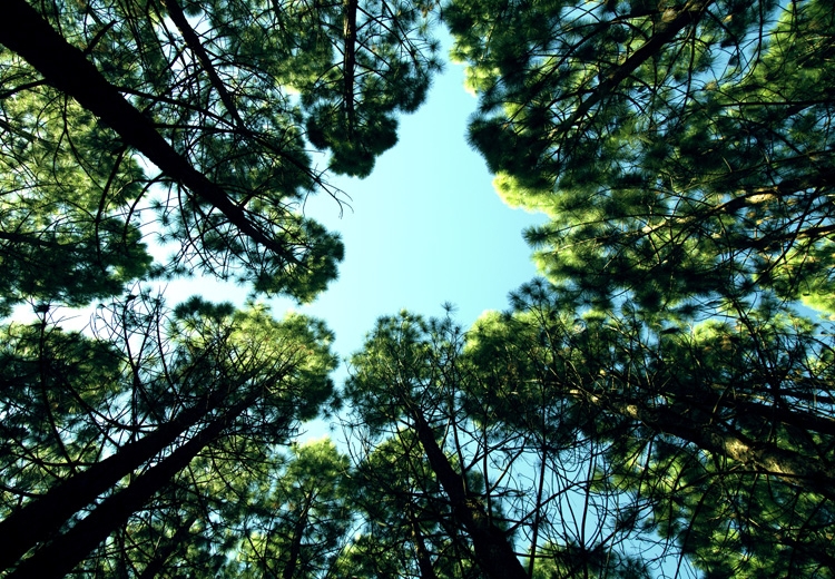 View of sky through pines