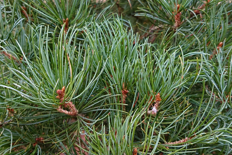 close-up of pine in Kew Gardens